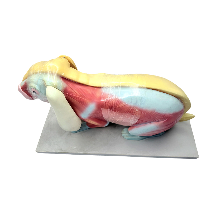 Biologian opetusmalli kanin anatomian malli