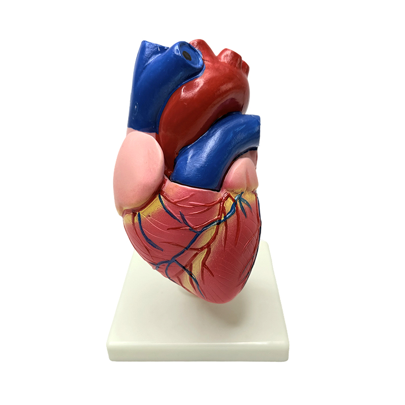 Anatomia ihmiskehon elinten luonnollisen kokoinen sydämen rakennemalli
