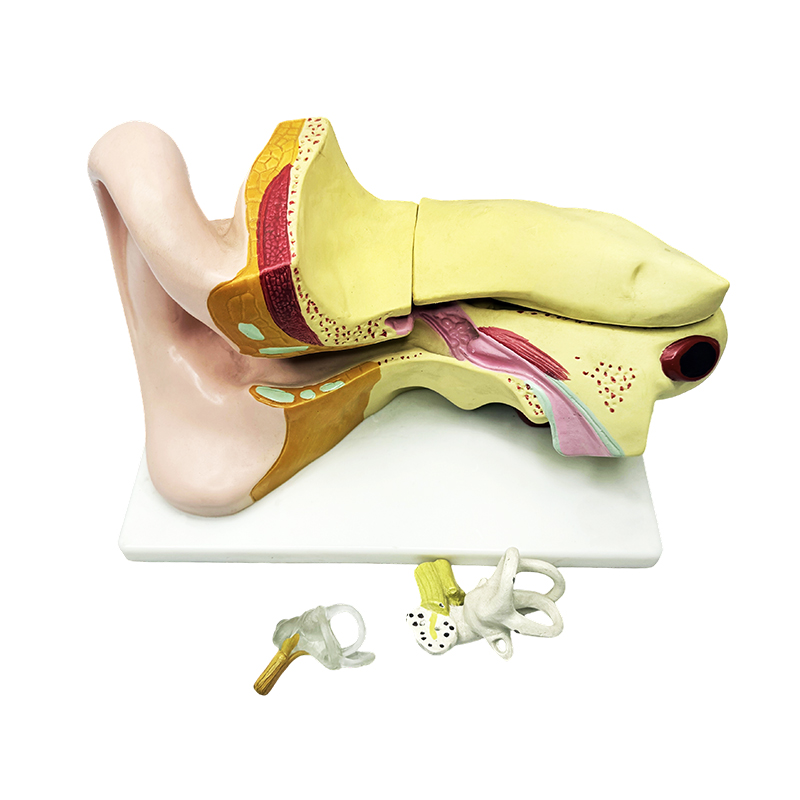 Ihmisen korvan anatomia malli korvan anatomia malli korvan anatomia