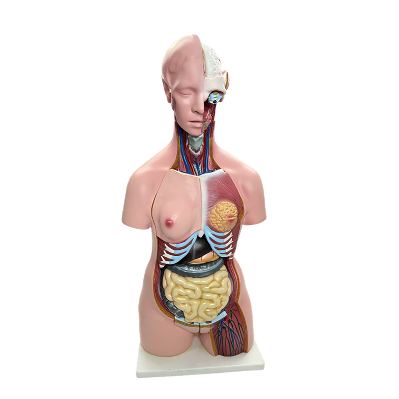Ihmiskehon sukupuolen esittely, ihmiselinten vartalomallisimulaatio, 85cm lääketieteellisen anatomian opetus