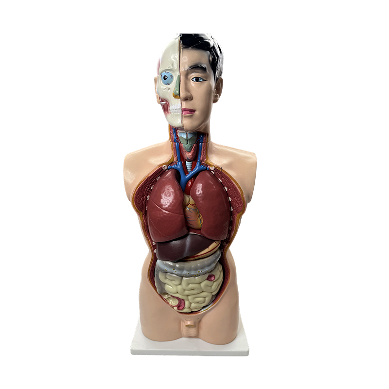 Lääketieteellinen anatomia malli 85cm urosmalli