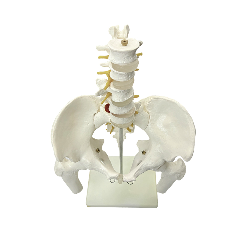 Lääketieteellinen opetus ihmisen lantion luun anatomian mallista