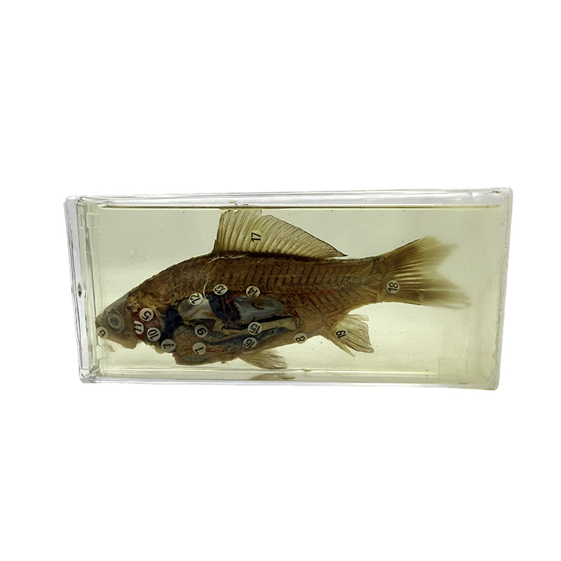 Biologiset näytteet opetus- ja tutkimustarkoituksiin, kalanäytteet